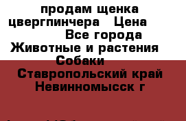 продам щенка цвергпинчера › Цена ­ 15 000 - Все города Животные и растения » Собаки   . Ставропольский край,Невинномысск г.